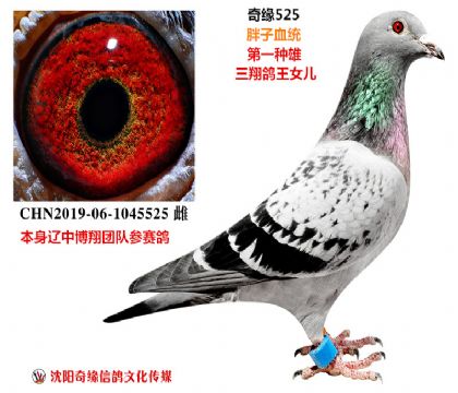 CHN2019-06-1045525 ��