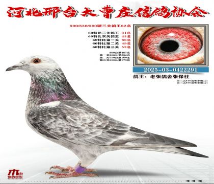 60�ر�����31��