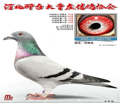 60�ر�����55��