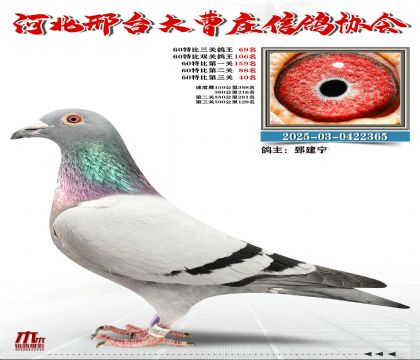 60�ر�����69��