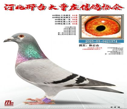 60�ر�����81��