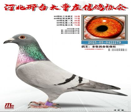 60�ر�����56��