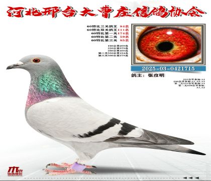 60�ر�����84��