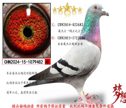 ɣ��ʿ����֮��482