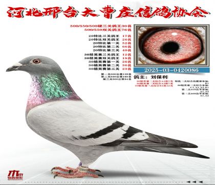 20�ر�����17��,30��Ӣ����12��