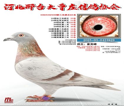 20�ر�����33��,30��Ӣ����16��