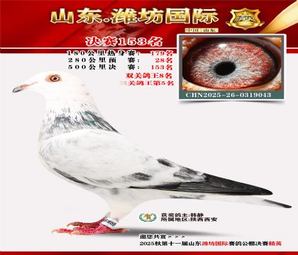 潍坊国际决赛153名(三关鸽王5名)
