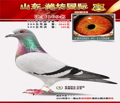 潍坊国际决赛169名