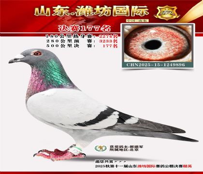 潍坊国际决赛177名