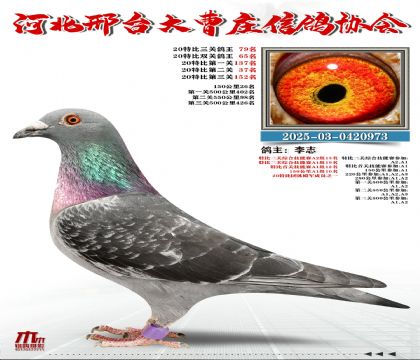 20�ر�����79��