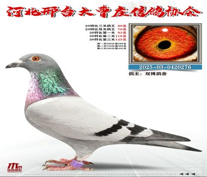 20�ر�����80��