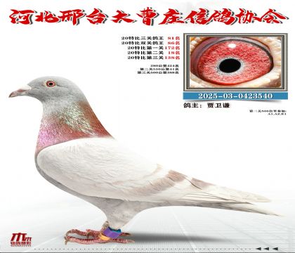 20�ر�����81��