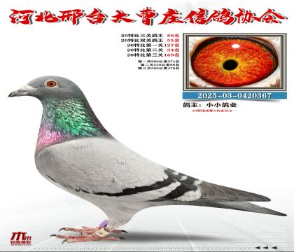 20�ر�����88��