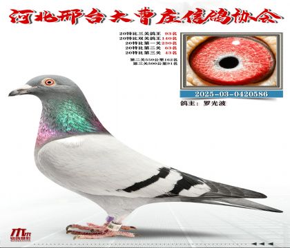 20�ر�����93��