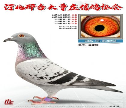 20�ر�����95��