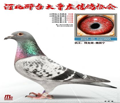 20�ر�����96��