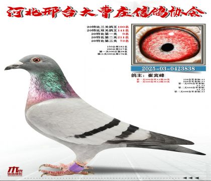 20�ر�����100��