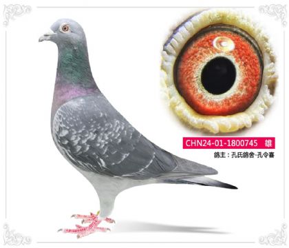 ��������-����ϲ745   ��	