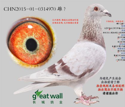 17.���ǲ���Ѫϵ.0314970