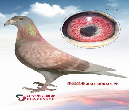 �����߼�(j��) �߼�(j��) ղɭ.�˵�����˹