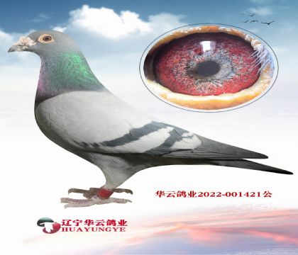 ���_����(d��)�۴ơ�ֱ�OX���W��ƥ���_����