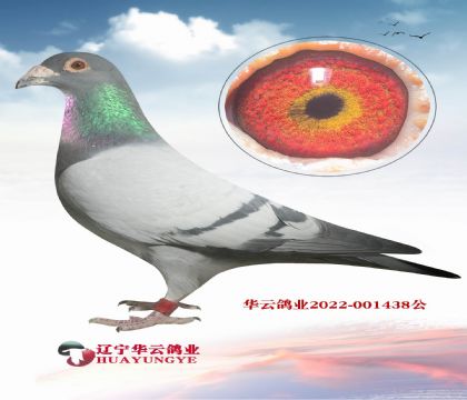 ��ؐ��˹Ѫϵ ĸ�ӻ�Ѫ