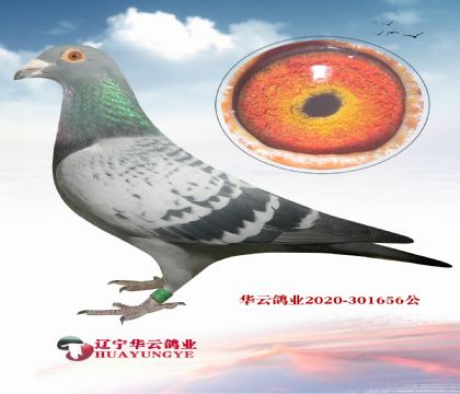 �򲻔����S��Ʒϵ