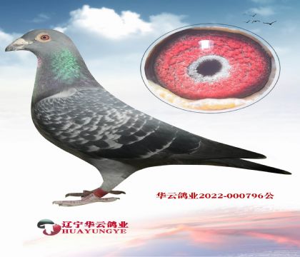 �R��.�_ɭ˹���P����ĸ�� ֱ��