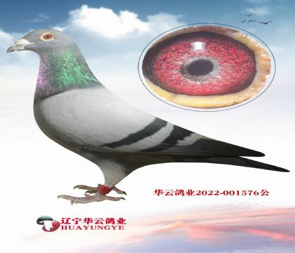 �ֲ�������������X��ԣ܊피�(j��)��ţ55ֱŮ��