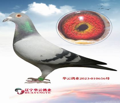 Ӣ��˹�Ĳ����۵�ѪϵXǧ�f��(j��)�S���䌦(du��)