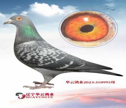 ����(j��)�������� ����������䌦(du��) ���H����