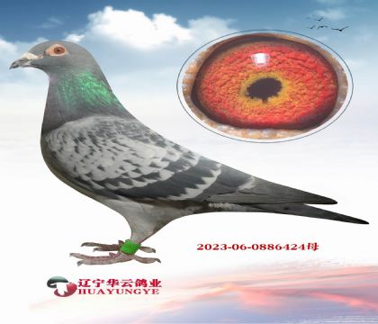 ����Ψһ��С�Ͽ����ý��H��Ѫ��Xɣ��ʿ����(j��)�N��