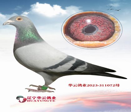 �ֲ�������(j��)��ĸ��������Ů�����Ӵ�