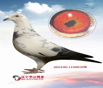 ���^�ʌOX��ѩ��(gu��)�������ء�ֱŮ �ٶȻ�