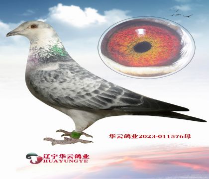 �������ٶ�Ѫϵ �@��������﯂������