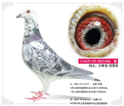 �����-��ά��966   ��