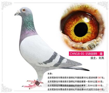 ����---������̩�ѻ��رȻ�˫���ۺ�53��  ��