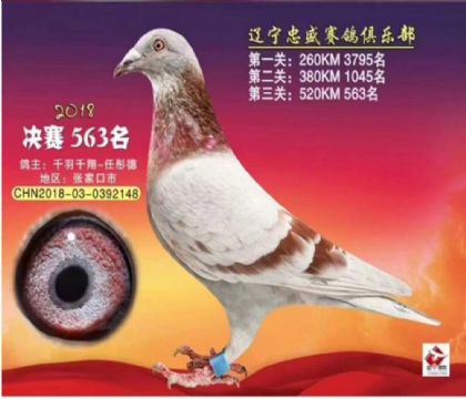 ǧ��ǧ��-�|����ʢِ���㘷��520����Qِ563��  ��