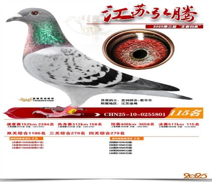 江苏弘腾决赛115名