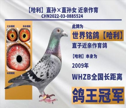 �_�����I(y��)��������-0885524