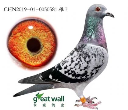 �L�����I(y��)���_��(chu��ng)����������-0050581