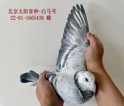 ̫����N�����R̖��-1665438