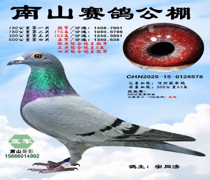 500公里决赛亚军,四关综合鸽王冠军