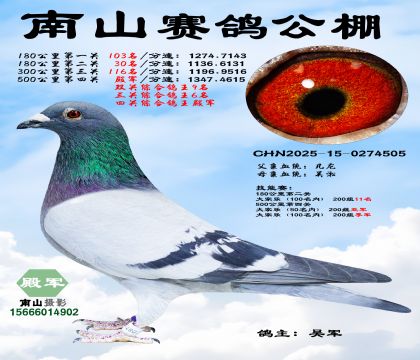 500公里决赛殿军,四关综合鸽王殿军