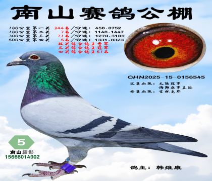 500公里决赛5名,三关综合鸽王冠军