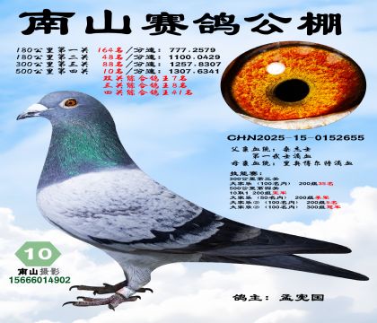 500公里决赛10名,三关综合鸽王8名