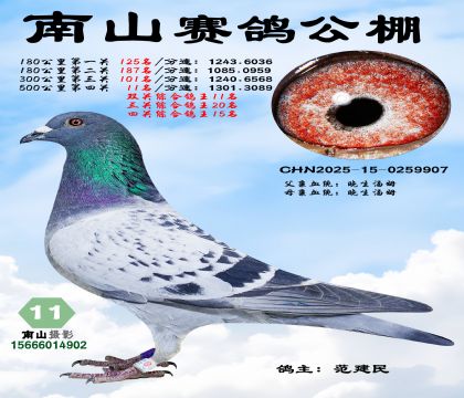 500公里决赛11名,四关综合鸽王15名