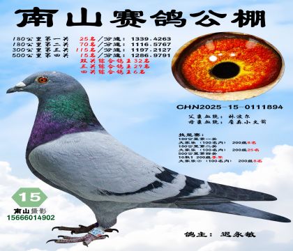 500公里决赛15名,四关综合鸽王6名