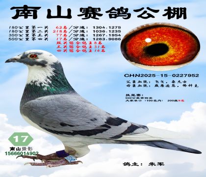 500公里决赛17名,四关综合鸽王14名