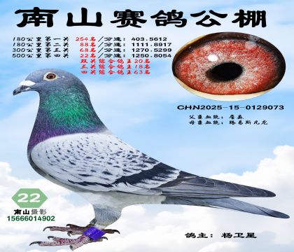 500公里决赛22名,三关综合鸽王18名